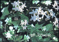 #MS55 - Jasmine (Fragrance Stamp) - Miniature Sheet MS - MNH - India - 26 Apr 2008